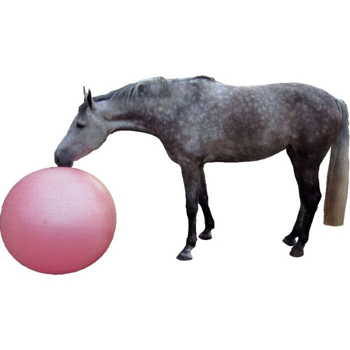 QHP Paardenvoetbal 